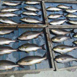 大進丸(愛知) 釣果