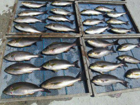 大進丸(愛知) 釣果