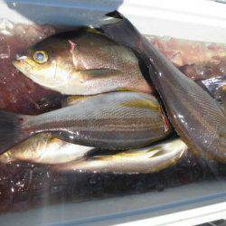 大進丸(愛知) 釣果