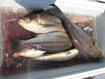 大進丸(愛知) 釣果