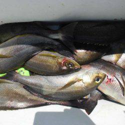 大進丸(愛知) 釣果