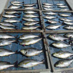 大進丸(愛知) 釣果