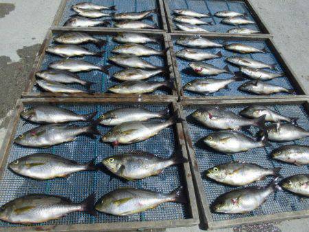 大進丸(愛知) 釣果