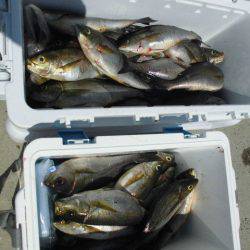 大進丸(愛知) 釣果