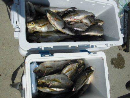 大進丸(愛知) 釣果