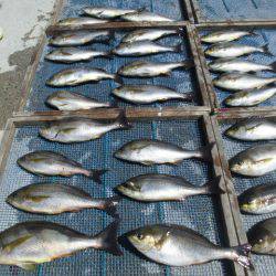 大進丸(愛知) 釣果