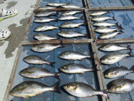 大進丸(愛知) 釣果