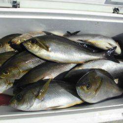 大進丸(愛知) 釣果