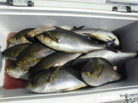 大進丸(愛知) 釣果