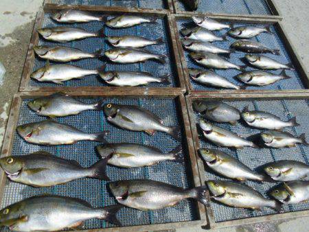 大進丸(愛知) 釣果