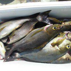 大進丸(愛知) 釣果