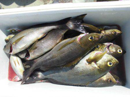 大進丸(愛知) 釣果