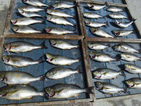 大進丸(愛知) 釣果