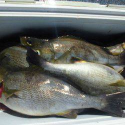 大進丸(愛知) 釣果