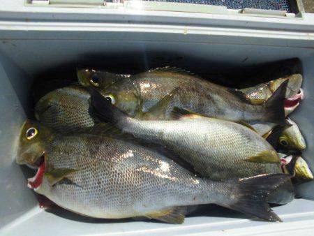 大進丸(愛知) 釣果