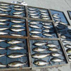 大進丸(愛知) 釣果