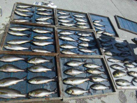 大進丸(愛知) 釣果