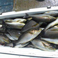 大進丸(愛知) 釣果