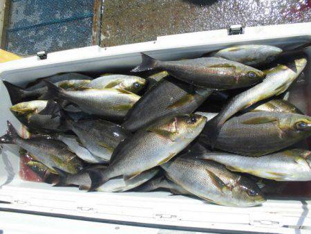 大進丸（愛知） 釣果