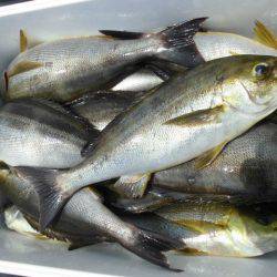 大進丸(愛知) 釣果