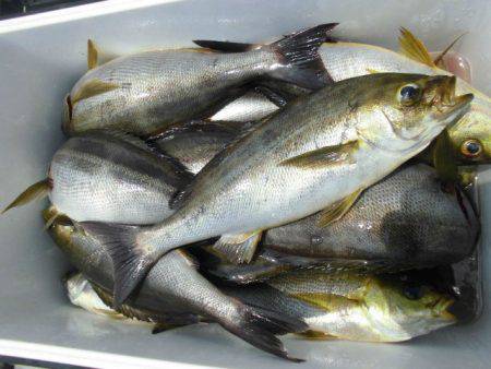 大進丸(愛知) 釣果