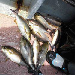 大進丸(愛知) 釣果