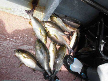 大進丸(愛知) 釣果