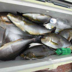 大進丸(愛知) 釣果