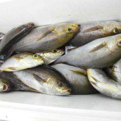 大進丸(愛知) 釣果