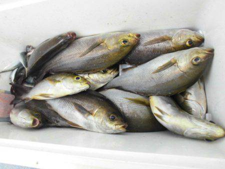 大進丸(愛知) 釣果