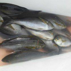 大進丸(愛知) 釣果