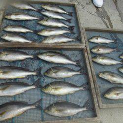 大進丸(愛知) 釣果