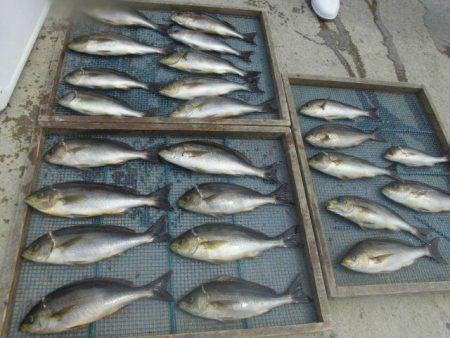 大進丸(愛知) 釣果