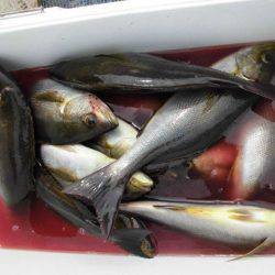 大進丸(愛知) 釣果