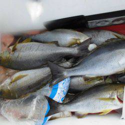 大進丸(愛知) 釣果