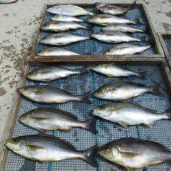 大進丸(愛知) 釣果