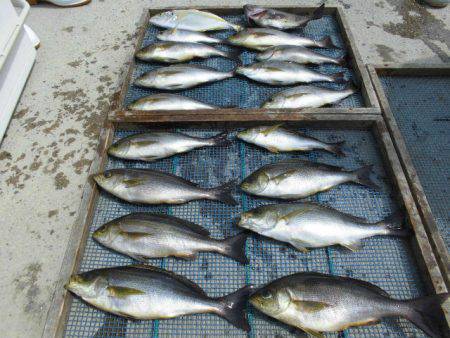 大進丸(愛知) 釣果