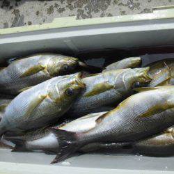 大進丸(愛知) 釣果