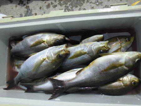 大進丸(愛知) 釣果