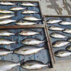 大進丸(愛知) 釣果