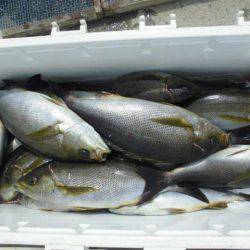 大進丸(愛知) 釣果