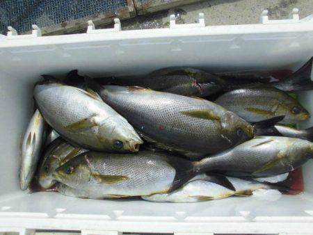 大進丸(愛知) 釣果