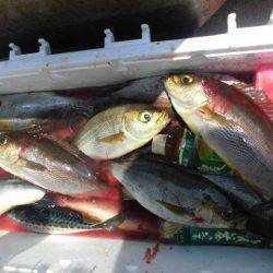 大進丸（愛知） 釣果