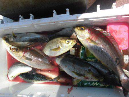 大進丸（愛知） 釣果