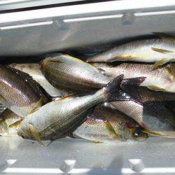 大進丸（愛知） 釣果