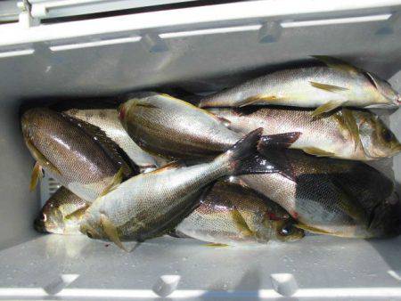 大進丸（愛知） 釣果