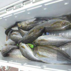 大進丸（愛知） 釣果