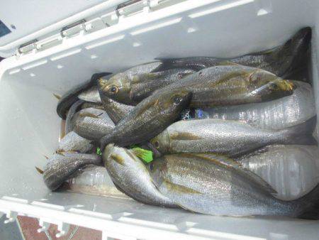 大進丸（愛知） 釣果