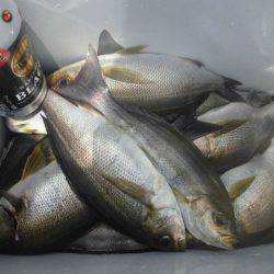 大進丸（愛知） 釣果