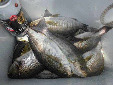 大進丸（愛知） 釣果